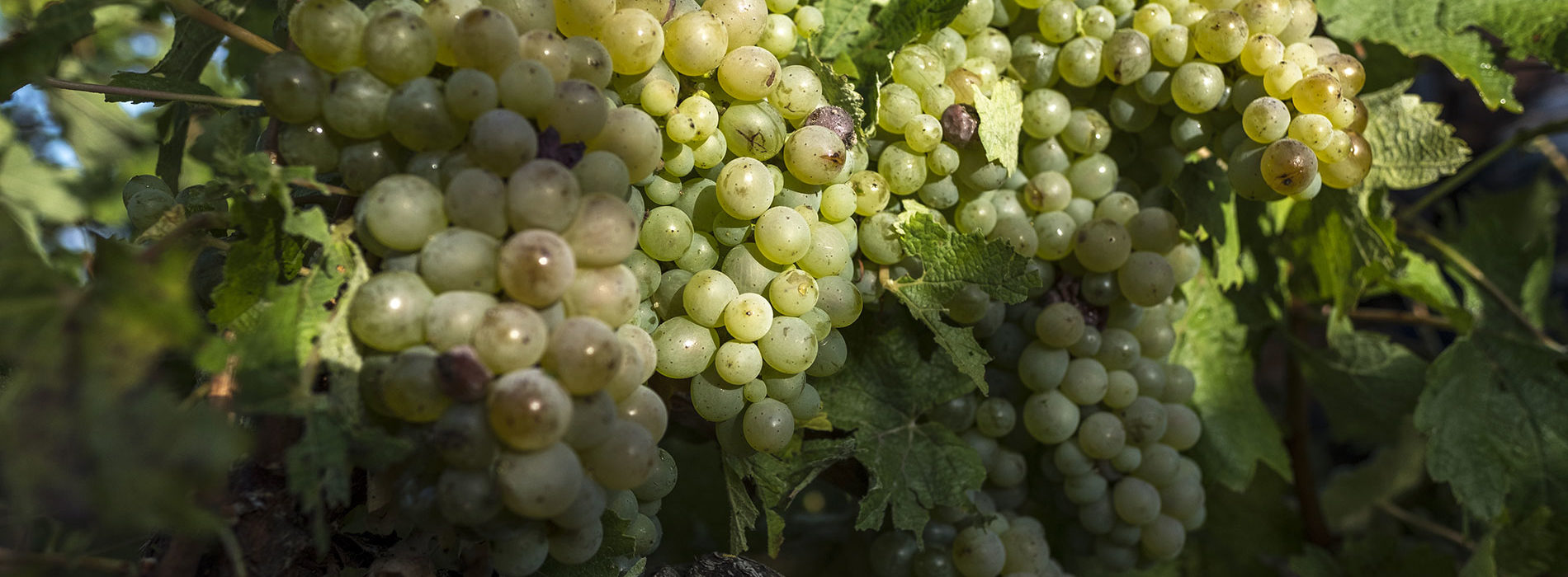 1186 vigne